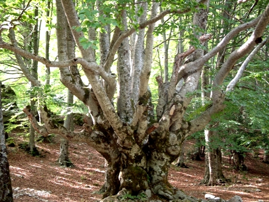 faggeta
